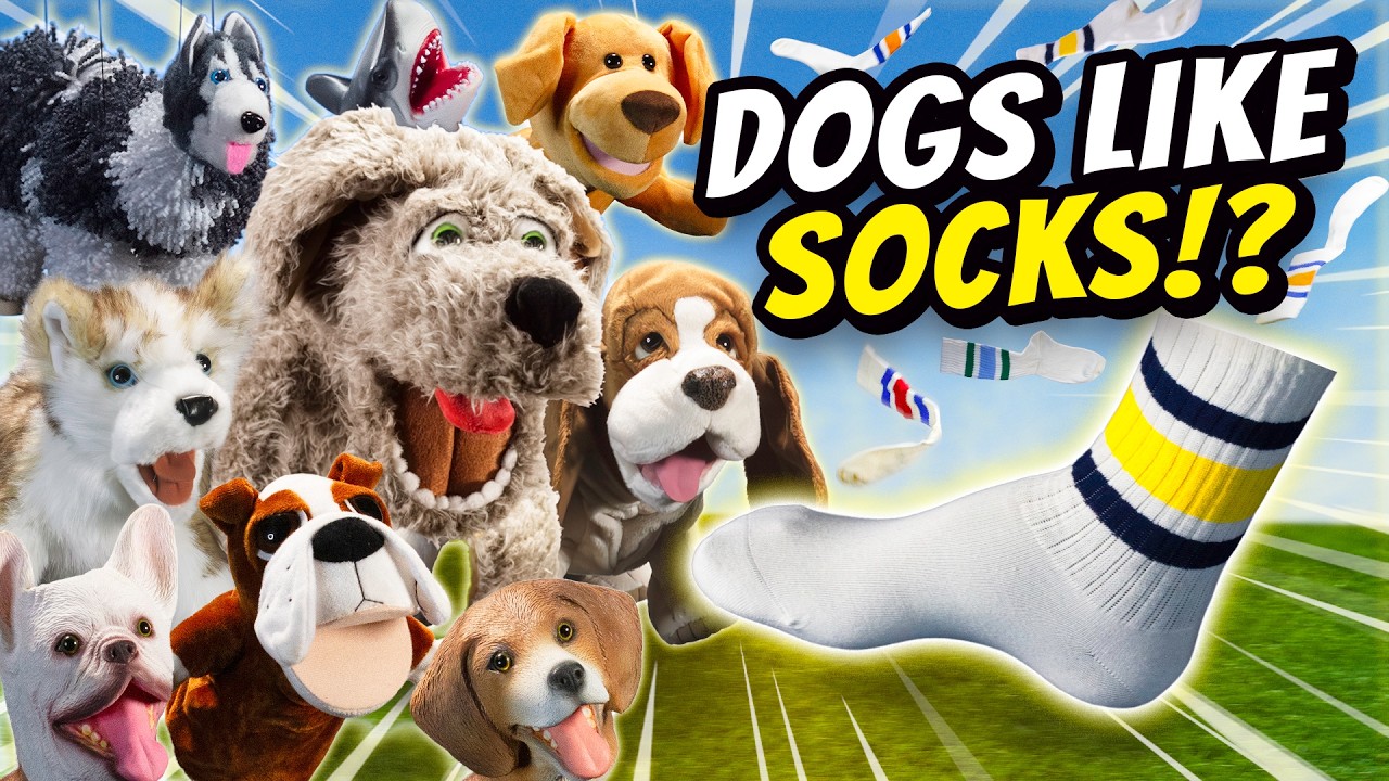 Dogs Like Sock Puppet Version